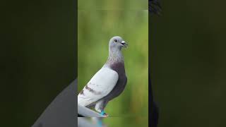 Duniya ka sab se mahanga kabutarfancykabutar pigeon fancypigeonloverytshorts [upl. by Abdu439]