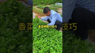 Coriander planting tips plant coriander seedlings at the same time cilantroplant cilantro [upl. by Matthews]