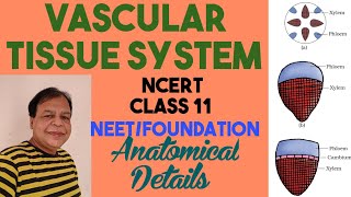 Class 11 biologyCh 6Ground and Vascular tissue systemVascular tissueSimple tissue [upl. by Malca]