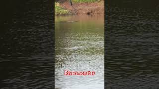 River monstercrocodilefishing angular shape fishing [upl. by Yelahs]