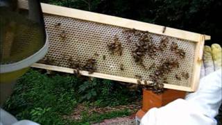 Backyard Beekeeping Part 13S1E13 Second Super [upl. by Randie]