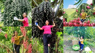 Harvesting Green Mango Garden  dragon  Arenga Pinnata  Fireballs Fruit Go to the market to sell [upl. by Man]