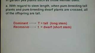 Genetics Dihybrid Cross 01 [upl. by Linzer]