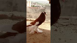 Khobra pigeon love kabutar foryou [upl. by Oicelem384]