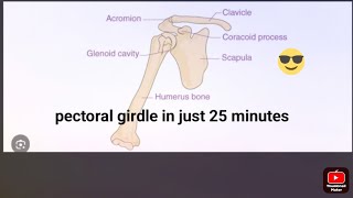 learn pectoral girdle quickly [upl. by Ellenaej389]