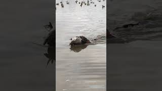 Ellie with a stud redhead duckdog waterfowl duckhunting [upl. by Tarsus]