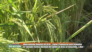 Mejoramiento genético de arroz  José Colazo [upl. by Liahus]