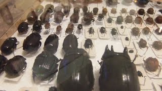 COMO MONTAR INSETOS 1  Ordem Coleoptera  Coleção Entomológica [upl. by Imugem]