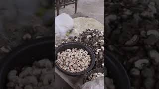 How Cashew Nuts Are Grown [upl. by Pollard]