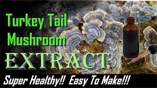 Turkey Tail Extract 2018  Super easy to make  very healthy mushroom Trametes versicolor tincture [upl. by Wiskind]