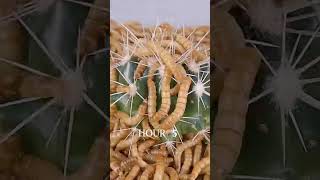 Mealworms vs SPIKY CACTUS [upl. by Labina]