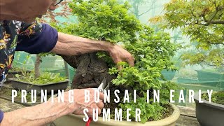 Pruning Bonsai In Early Summer [upl. by Krysta]