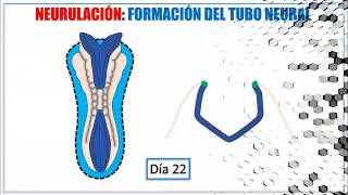 de la tercera a la octava semana El periodo embrionario [upl. by Eleinad]