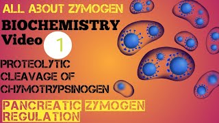 Biochemistry 1 Zymogen Proteolytic cleavage of Chymotrypsinogen  Pancreatic Zymogen Regulation [upl. by Ettenyl17]