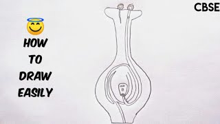 How to draw germination of pollen on stigma  Easy way to draw germination of pollen on stigma [upl. by Ardnaik]