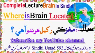 Where is the Brain located brain and structure of braindefinition English to Sindhi factsbrain [upl. by Fenny218]