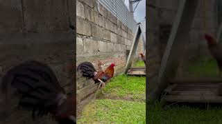 GILMORE HENNIE INSIDE follow rooster gamefarm chicken gamefowlbreeding viralvideo [upl. by Kippar546]