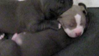 Blue nose pit bull puppies 4 sale [upl. by Ettenwad]