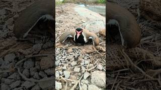 sandpiper  nest lapwing [upl. by Braasch766]