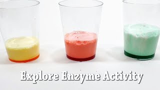 Explore Enzymes  STEM Activity [upl. by Enirok]