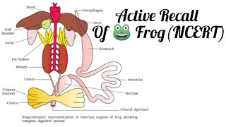 Frog Class11 NCERT Part1Biology NEET [upl. by Lokkin]