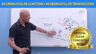 Neuromuscular Junction  Neuromuscular Transmission  Neuroanatomy🧠 [upl. by Yar]