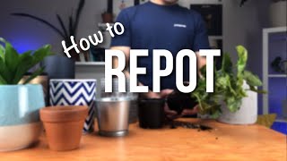 How to repot a plant  Beginners Guide to Repotting [upl. by Manaker]