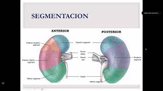 1 Anatomía y Fisiología Renal [upl. by Esdnyl765]