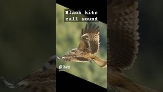 black kite call sounds [upl. by Neira]