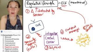 Homeostasis 6 Regulatory systems [upl. by Willy]