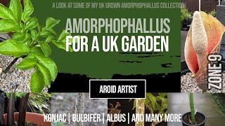 Amorphophallus in a UK Garden  Konjac Bulbifer Albus and more [upl. by Cecelia]