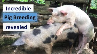 Incredible Pig Breeding Techniques Revealed😜😜 [upl. by Rus180]