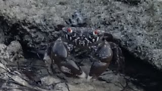 Wieczorne odgłosy dżungli na moim osiedlu jungle rodzinaclarke cykady [upl. by Harcourt314]