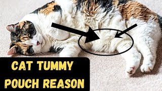 Why Your Cat Has A Primordial Pouch Fat Saggy Belly Flap [upl. by Sicnarf]