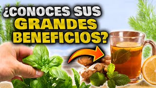 Las 10 PLANTAS MEDICINALES MÁS PODEROSAS para TU SALUD  Plantas Curativas Propiedades y Beneficios [upl. by Ada]