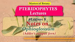 Lecture 8  Ophioglossum Adders Tongue Fern Life Cycle  Pteridophyta Lecture Notes [upl. by Whitford54]