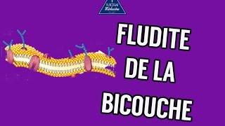 03  Fluidité de la bicouche lipidique [upl. by Ahso]