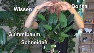 Gummibaum Rückschnitt Schneiden und umtopfen Ficus Elastica klein halten [upl. by Emarie775]