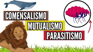 🕵️‍♀️La verdad sobre el MUTUALISMO COMENSALISMO PARASITISMO en biología fácil [upl. by Nimesay]