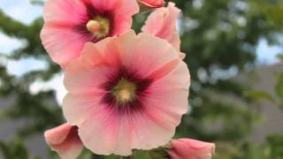 Stockrosen Alcea [upl. by Shirl]