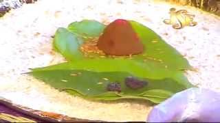 Samuhika Kumkuma Pooja Eswari Devi Matam Eswaramma Video Songs Brahmam Gari Songs Kumkuma Puja [upl. by Kciredohr]