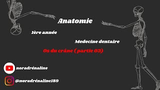 les os du crâne partie 3Anatomie شرح بالدارجة [upl. by Ridglee]