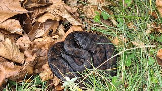 Incontro con la pericolosa vipera aspis di alta montagna ⛰️ 🪱🌲🌳⚠️😨😳😲😃 [upl. by Guerra297]