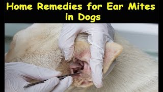 Home Remedies for Ear Mites in Dogs  Ear Mites in Dogs Natural Treatment [upl. by Lannie]