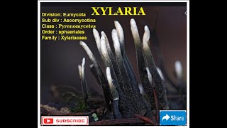 XYLARIA  Life Cycle [upl. by Enamrej]