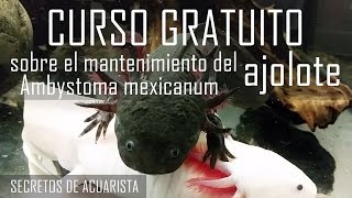 🌟 CURSO GRATUITO Mantenimiento y cuidados del ajolote Ambystoma mexicanum [upl. by Scotti]