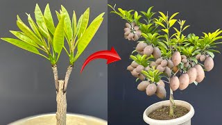 The method of propagating sapodilla plants is simple and anyone can succeed [upl. by Tezile186]