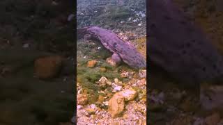 Whats a hellbender animals animalfacts [upl. by Atneuqal]