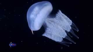 Rhizostome jellyfish or barrel jellyfish Rhizostoma pulmo Медуза корнерот [upl. by Mccready]