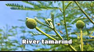 River tamarind Leucaena plant Stay home Relax กระถิน ริมรั้ว [upl. by Ecadnarb]